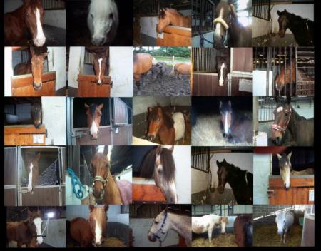 quel que chevaux du centre